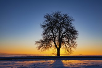 Empty road through snow-covered field after a blizzard at sunset. Clear sky, golden light. Idyllic