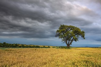 Lonely tree in wheat field before heavy stor, Central Bohemian Uplands, Czech Republic, Europe
