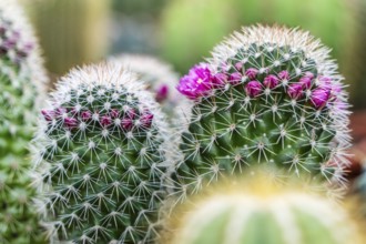 Flowering cactus, balearic islands, Majorca, Spain, Europe