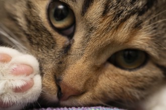A close-up shot of She-cat lying on her bed with her eyes wide open. Open eyes and a sweet nose and