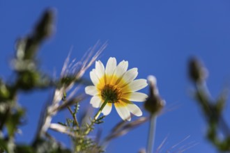 Glebionis coronaria, island of Santorini (Thira), Cyclades, Greek islands, Greece, Europe