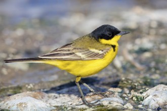 Yellow wagtail, (Motacilla flava feldegg), Motacilla feldegg, Animals, Birds, Middle East, Israel,