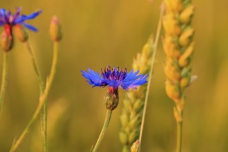 Cornflower in wheat field close up