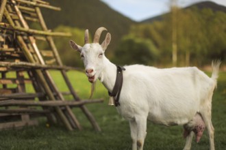 Female goat looking to side, mouth open, bleating, afternoon sun lit meadow behind her, Liptovsky