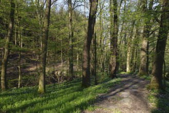 Sohland in Upper Lusatia saxon in spring