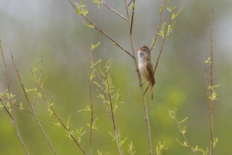 Great Reed Warbler in the reeds, Great Reed Warbler, Acrocephalus arundinaceus, Great Reed Warbler