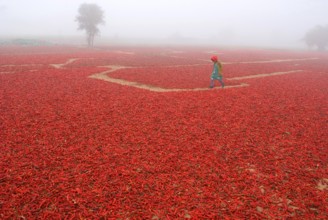 Girl running on red chilly field in village soyla, Jodhpur, Rajasthan, India MR#704