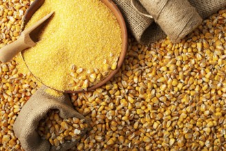 Yellow corn kernels with clay bowl in burlap sack flat lay