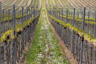 Rows of vine, Palatinate, Germany, Europe