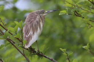 Squacco Heron, Ardeola ralloides