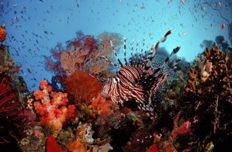 Common lionfish, Pterois volitans, Bali, Indian Ocean, Indonesia, Asia
