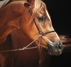Portrait of young arabian colt at black background