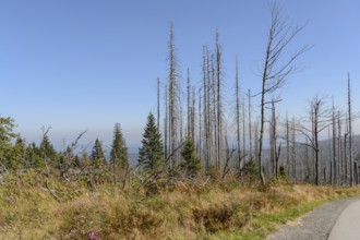 Dreisesselberg - nature reserve Dreiländereck with consequences of forest dieback