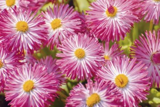 Bellis Perennis Habanera White with red tips Balchik, Bulgaria, Europe
