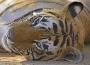 Tiger lying on forest track, Ranthambhore national park, rajasthan, India, Asia