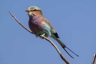 Fork-tailed Roller (Coracias caudata), Khwai Northwest District, Moremi Game Reserve, Maun,