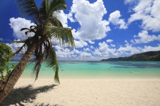 La Digue, Palm tree beach, Seychelles, Indian Ocean, Palm trees, La Digue, Indian Ocean,