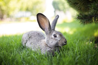 Close-up of a beautiful grey rabbit eating on a green graß lawn. Hare sits on green graß in summer