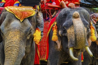 Elephant Camp Elephant (Thailand Au Taya). Shooting Location: Thailand, Ayutthaya