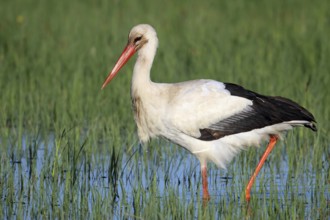 White stork, Ciconia ciconia