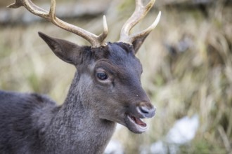 Fallow deer (Dama dama), portrait, male, captive, Landsberg am Lech Wildlife Park, Upper Bavaria,