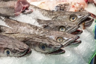 Fresh fish for sale at a market in Barcelona, Spain, Europe