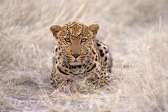 Africa, Namibia, leopard (Panthera pardus), Namibia, Africa