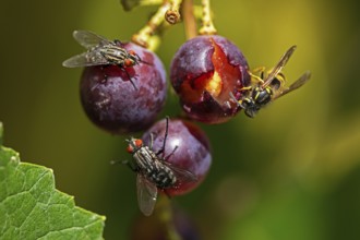 Sarcophaga carnaria and common wasp feeding on grapes, Baden-Württemberg, Federal Republic of
