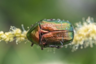 Golden cetonia (Cetonia aurata) on a chestnut flower. Bas Rhin, Alsace, France, Europe