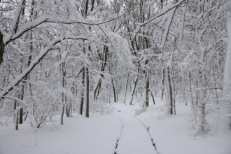 Beautiful snow landscape with road in winter forest