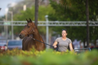 Horses, grooms and riders take part in the vet check assessing the health of the horse before