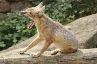 Steppe fox sits on a tree trunk and yawns