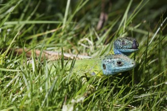 Side view of a pair of Iberian emerald lizards mating