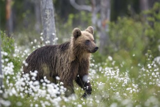 European brown bear (Ursus arctos), Europe, Scandinavia, Finland, young, Europe
