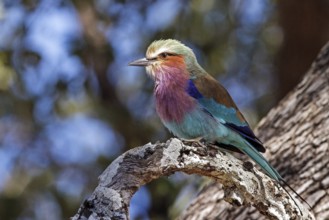 Lilac-breasted roller (Coracias caudatus), Zambia, Africa