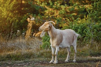 Domestic Goat with Horns (Capra Aegagrus Hircus) Yagodina, Devin, Bulgaria, Europe