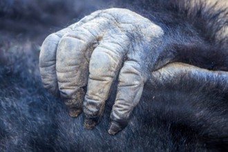 Gorilla hand