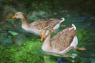 Pair of Geese Swims Down the River Devna, Bulgaria, Europe
