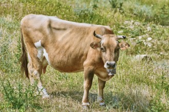 Brown cow with cowbell on the pasture Prosenik, Bulgaria, Europe