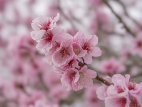 Peach blossoms (Prunus persica), Gimmeldingen, Neustadt an der Weinstraße, Rhineland-Palatinate,
