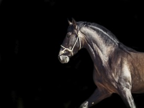 Running Andalusian stallion. isolated at black
