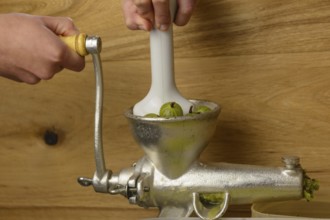 Green gooseberries being pressed - close-up of fruit press