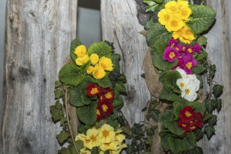 Original wall decoration on a weathered wooden wall with primroses