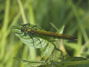 Odonates (Odonata), blurred background, North Rhine-Westphalia, Germany, Europe