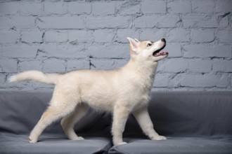 An active cheerful puppy of the age of two and a half months, a female of the light red husky breed