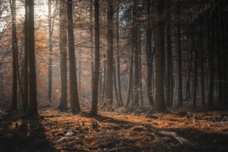 Fall scenery with a shadowed forest and beam of light from the morning sun, shining through autumn