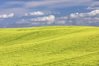 Field of barley in spring in the Holsteinische Schweiz in the district of Plön in