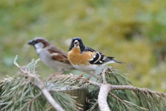 Brambling male on a pine branch. Brambling male on a branch