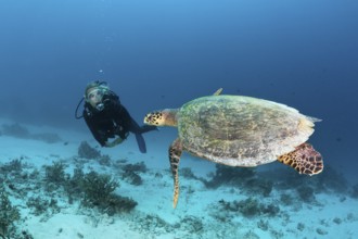 Hawksbill sea turtle and diver, Eretmochelys imbricata, North Male Atoll, Maldives, Asia