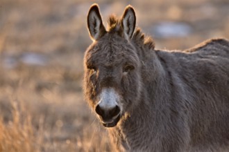 Donkey aat Sunset in Saskatchewan Canada rim light